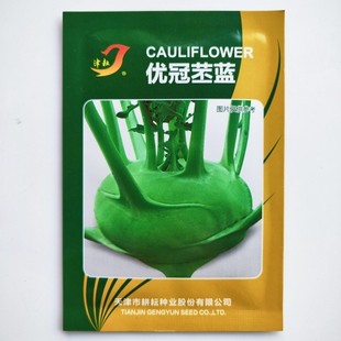 优冠苤蓝水果型扁圆球鲜绿脆甜耐寒秋季播球茎甘蓝中熟苤蓝菜丕蓝
