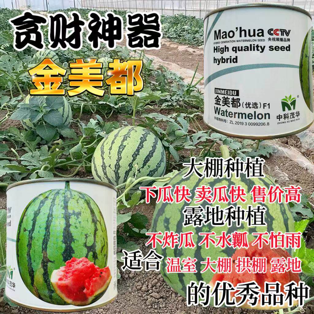 高纯金美都西瓜种子高产
