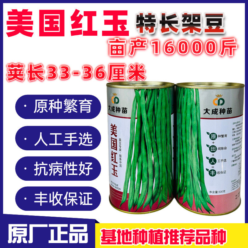 美国红玉架豆王种籽长豆
