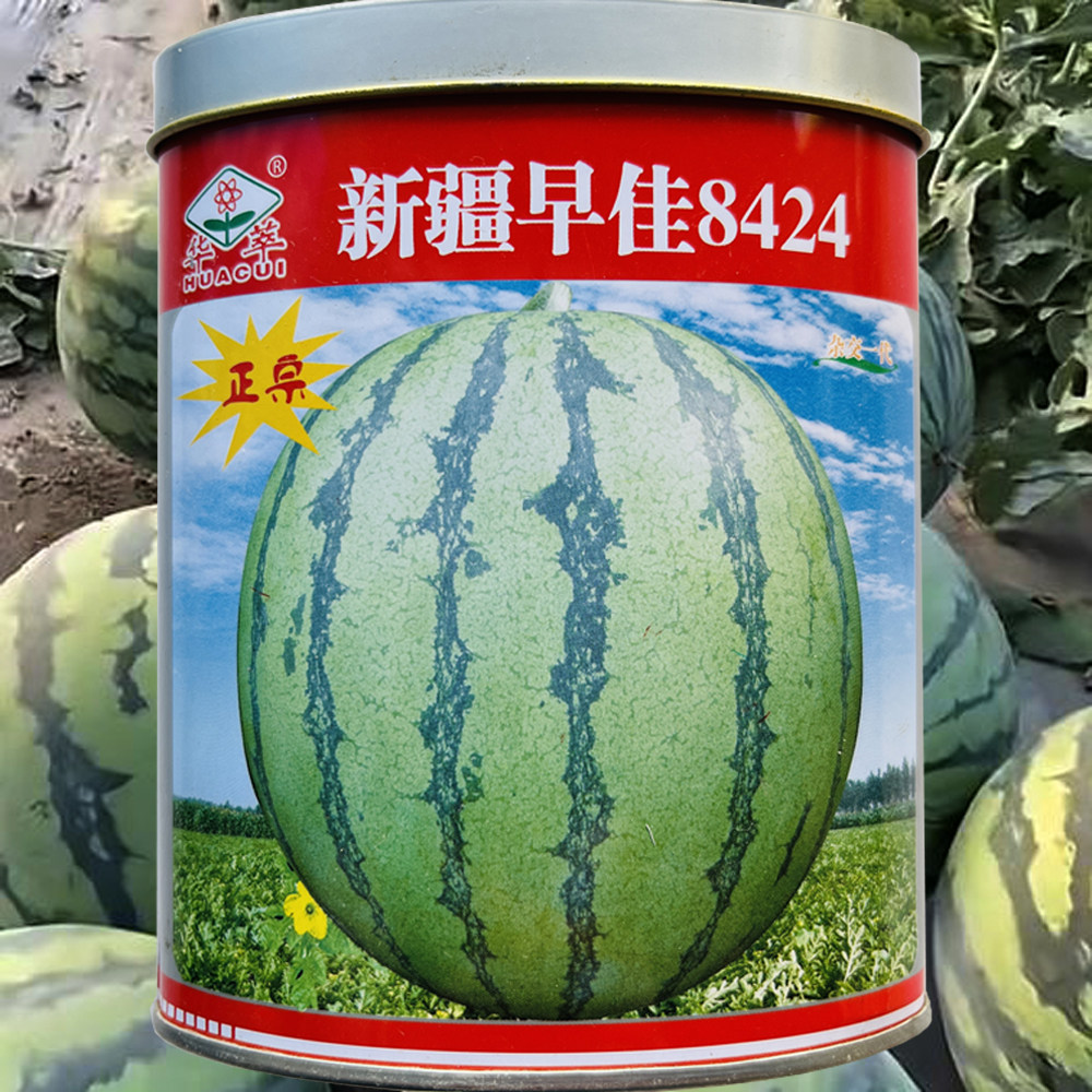 新疆早佳8424西瓜种子籽高产早熟大西瓜籽农家四季新品种西瓜种子