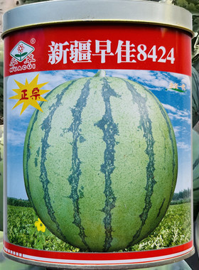 新疆早佳8424西瓜种子籽高产早熟大西瓜籽农家四季新品种西瓜种子