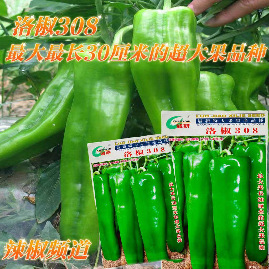洛椒308辣椒种子超大果菜椒泡椒耐低温抗高温辣椒籽大田基地种植