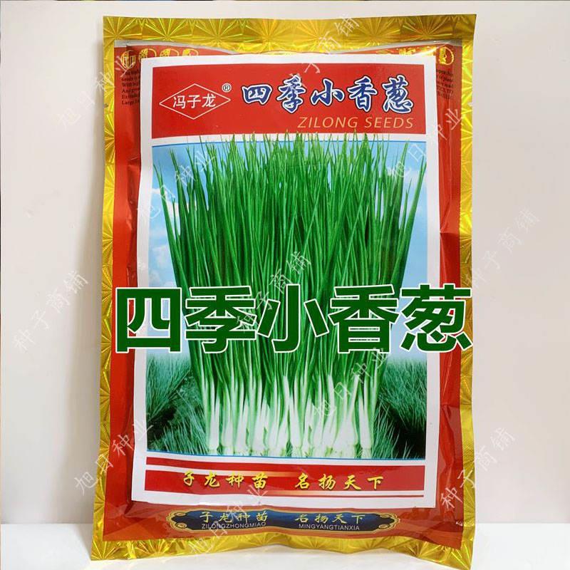 冯子龙四季小香葱种子阳台盆栽农家大田春秋四季播蔬菜种籽孑葱种