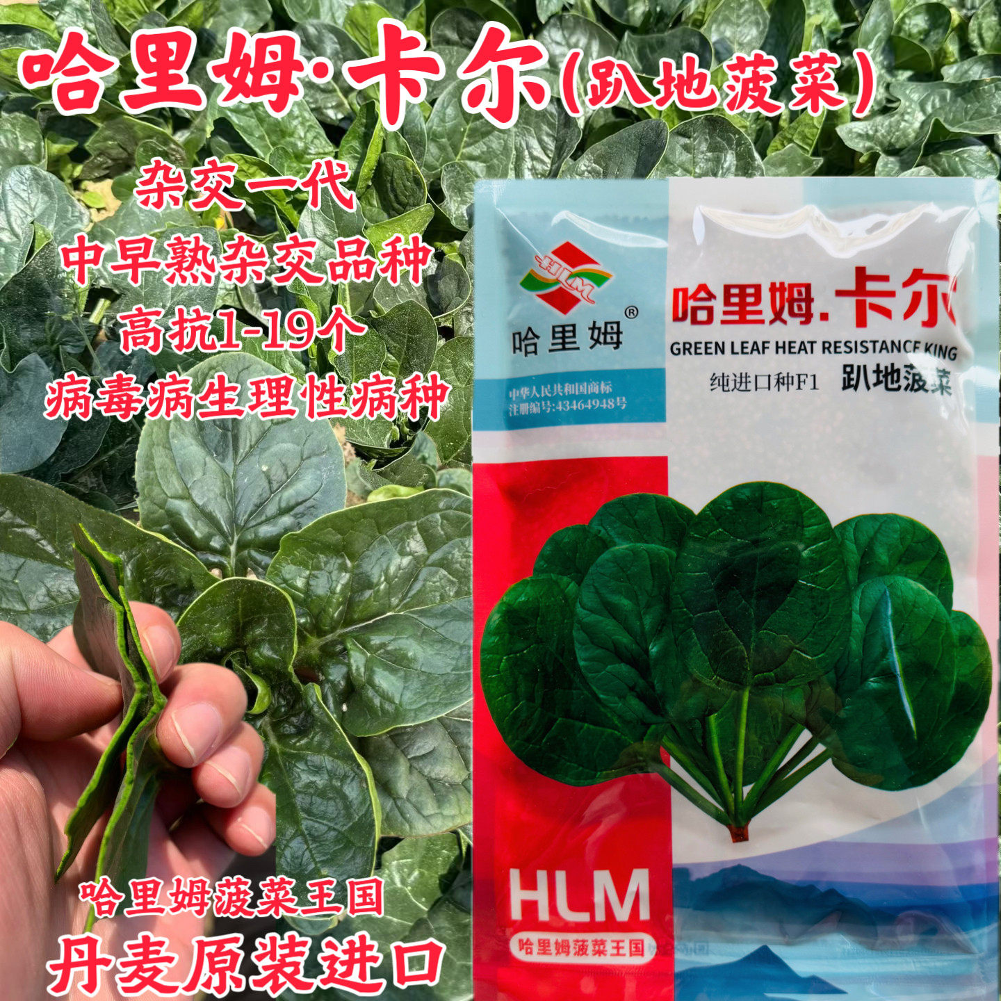 哈里姆卡尔种子丹麦进口