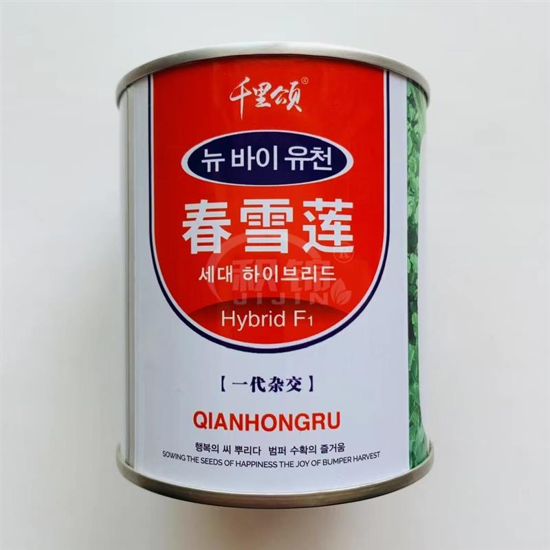 白萝卜种子春雪莲早熟肉质清脆蔬菜高产抗病商品性佳农家基地专用