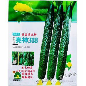 亮神318黄瓜种子强雌油亮型黄瓜种子瓜码密短把抗病好