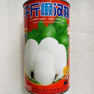 千斤懒汉棉花种子高产抗病大铃耐旱耐湿农家大田春季播懒漠棉种籽