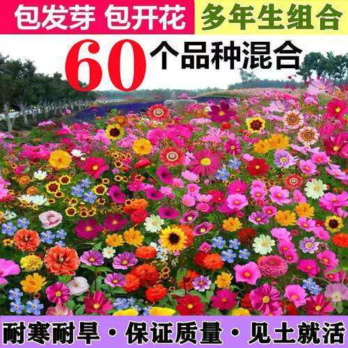 60种野花组合四季开花太阳花百日草满天星格桑花等混搭七彩花种子