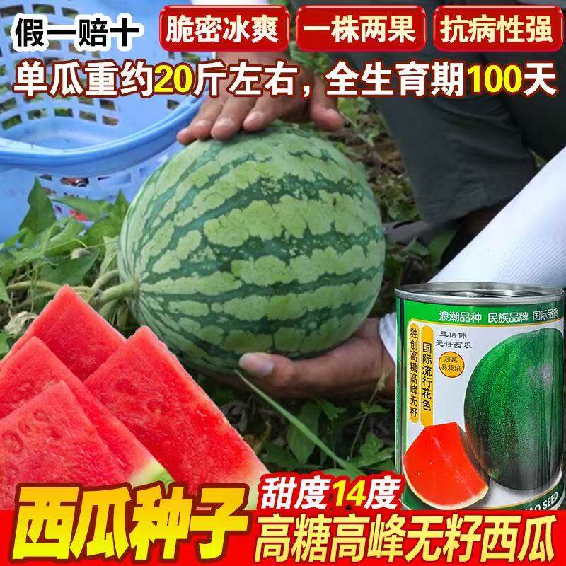 浪潮一号三倍体无籽西瓜