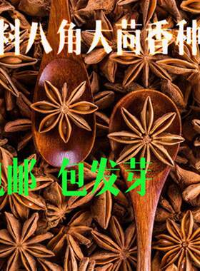 散装大茴香种子 大料大红八角茴香八角珠八角香八角树八角种籽