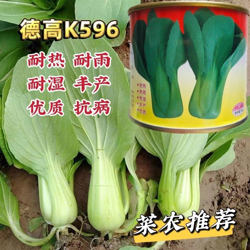德高k596青梗菜种子耐热耐湿耐雨青菜种子优质一代杂交小青菜种籽