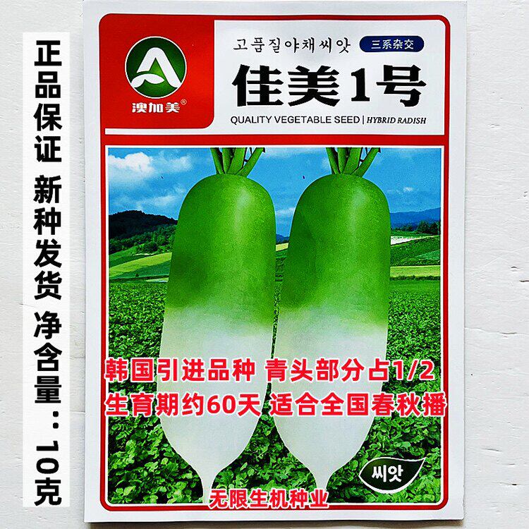 佳美1号水果萝卜种子韩国