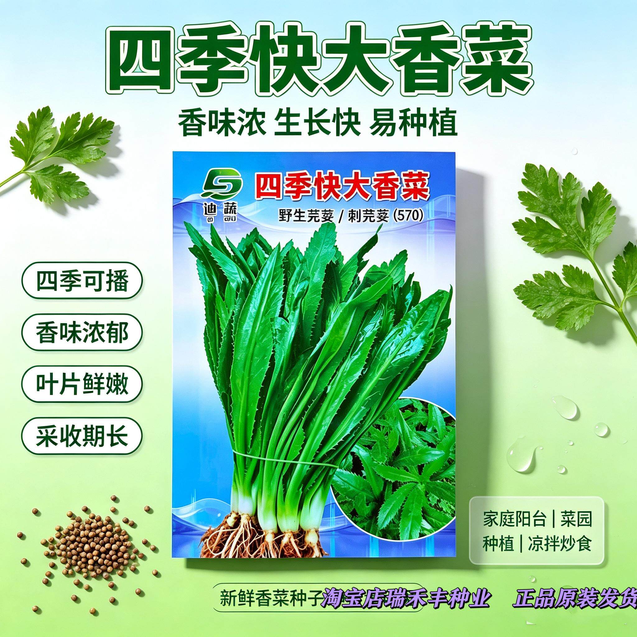 四季快大香菜种子刺芫荽