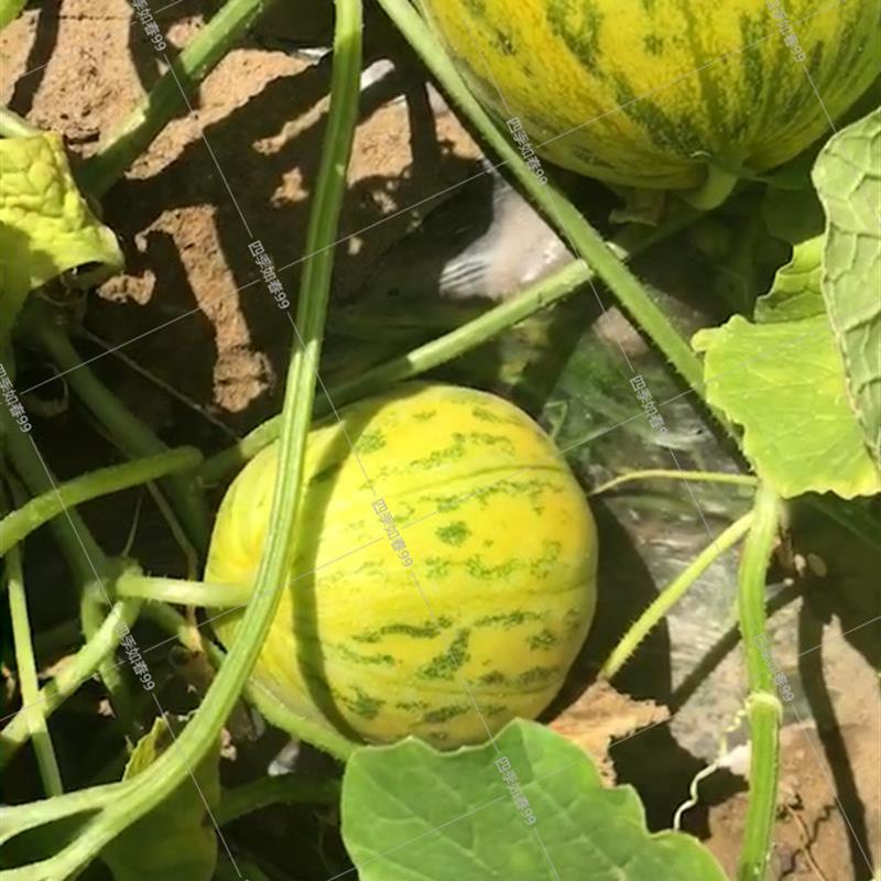 耐热黄皮香瓜种子杂交黄金豹点八里香酥瓜菜农基地专用品种