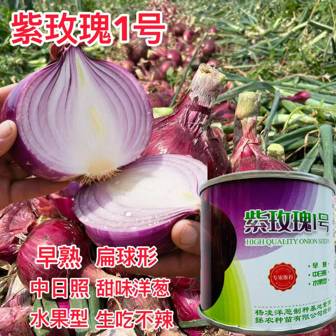 紫玫瑰1号紫红色洋葱种子