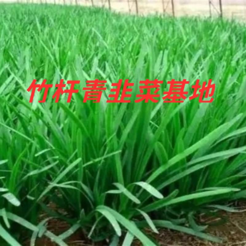 竹杆青韭菜种子雪韭王种籽四季种植不休眠R 韭菜种菜农用专用种