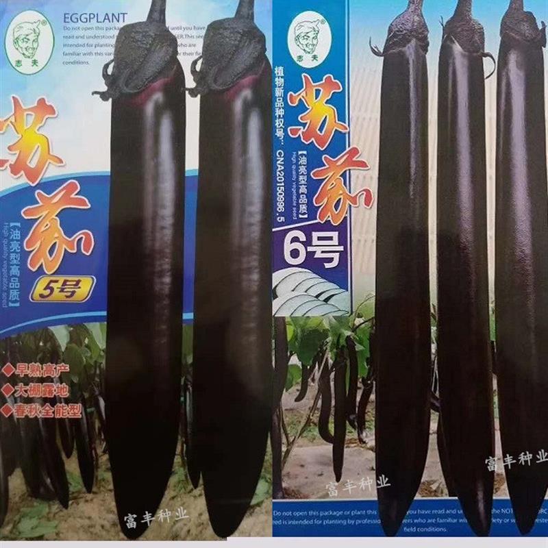 苏茄5号黑紫长茄子种子高产耐热农家四季特大杭茄子种子红茄种子