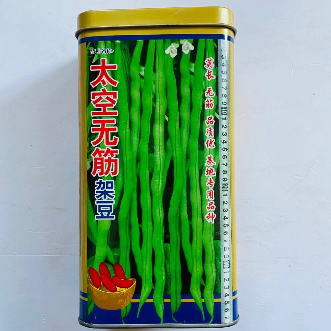 四季豆种子太空无筋架豆抗病抗热荚肉厚绿色圆长产量高四季豆种子