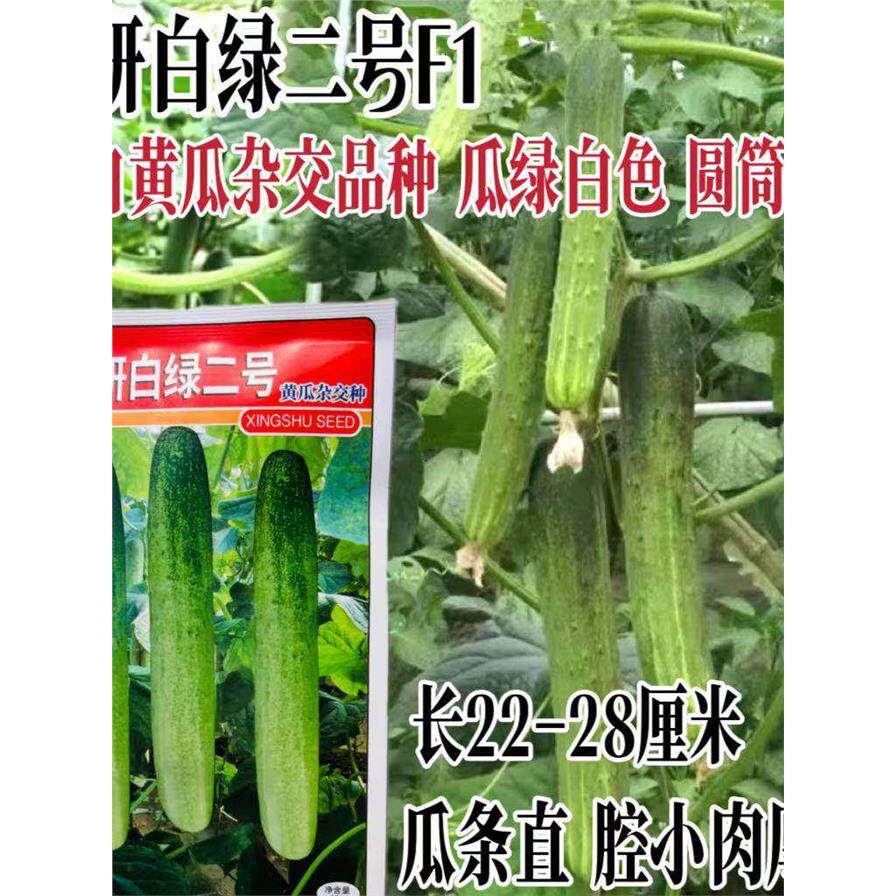 蔬研白绿二号杂交黄瓜种