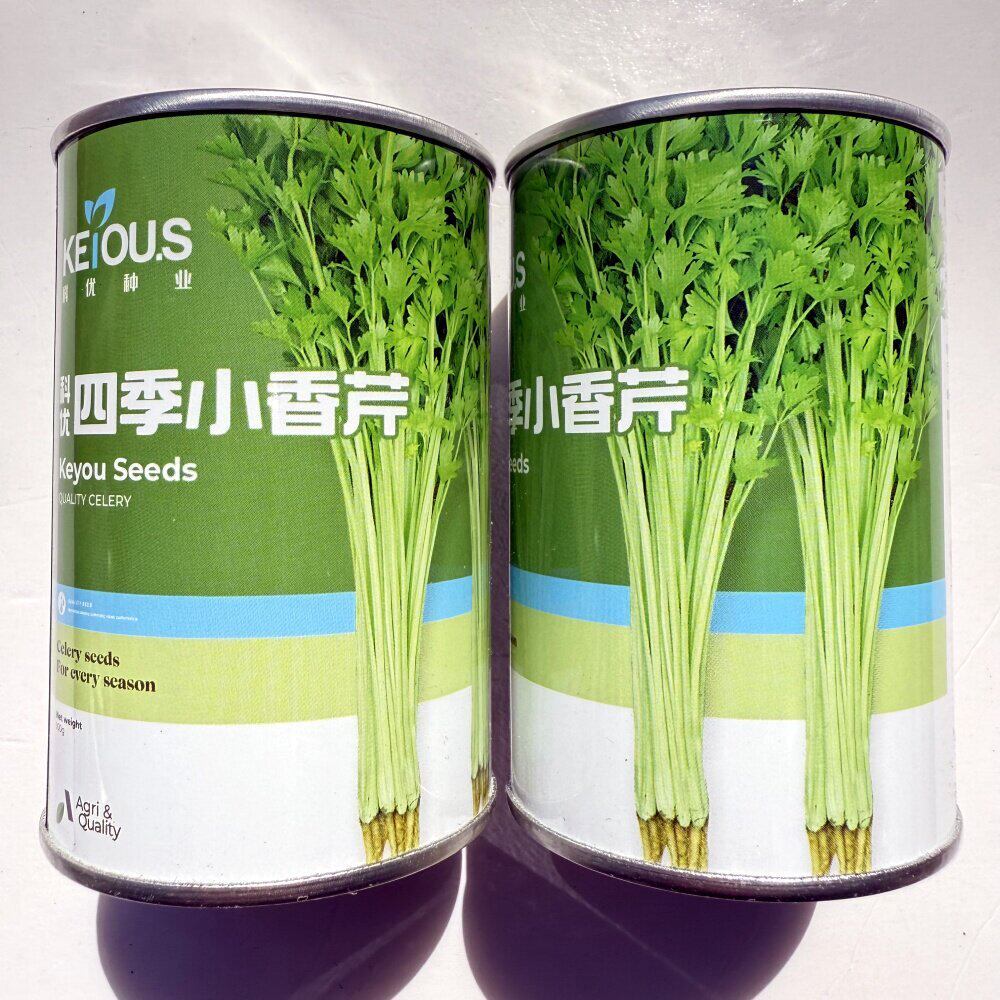 四季小香芹种子抗病耐热