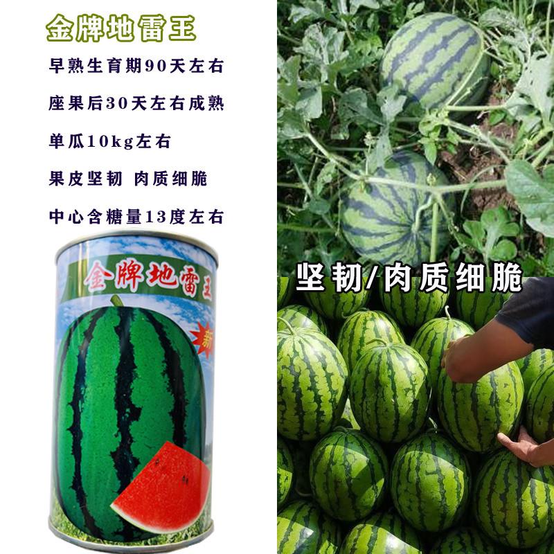 金牌地雷王西瓜种子春秋季种高产杂交懒汉种子籽高产多年生四季