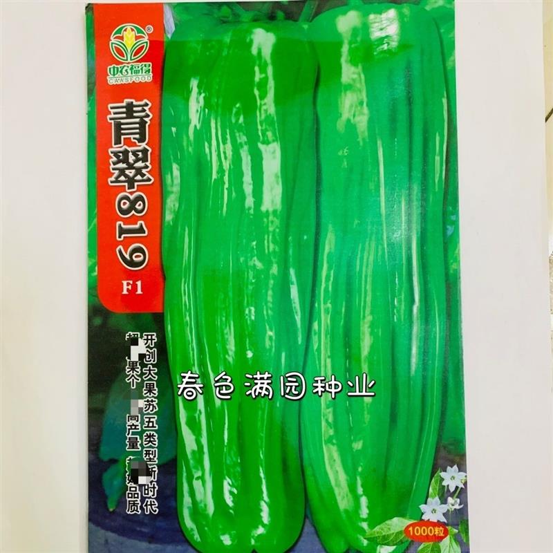 青翠819 辣椒种子薄皮早熟黄绿皮抗病抗逆高产耐低温弱光大田种孑