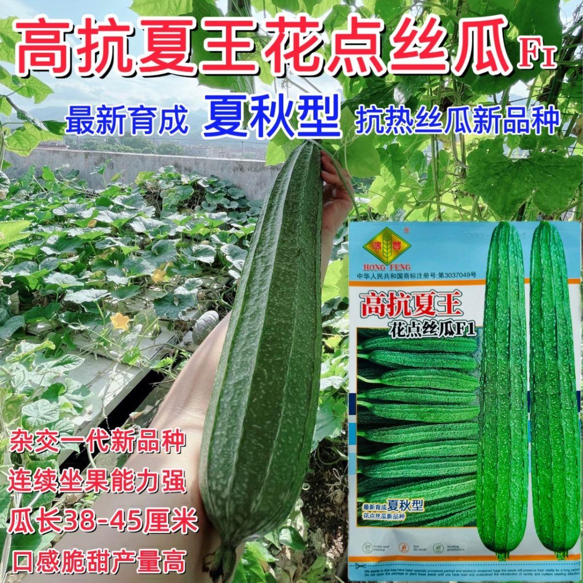 高抗夏王花点大肉丝瓜种子 夏秋型抗热丝瓜种口感脆甜产量高