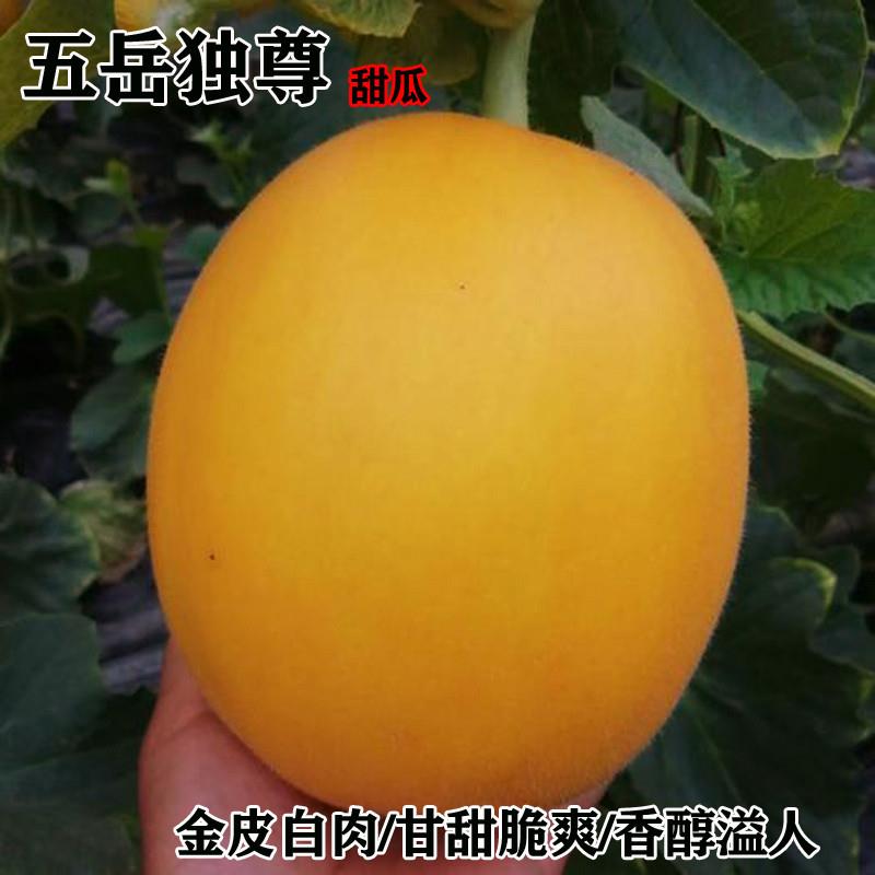 五岳独尊甜瓜种子甜瓜香瓜久红瑞黄皮白肉四季播菜园超甜水果种籽