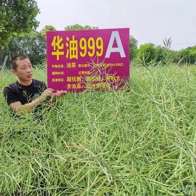 华油999油菜种子早熟高出油抗倒钢杆大籽粒菜籽秋冬季油菜花种籽