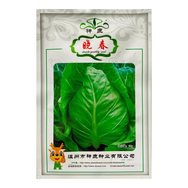 胖尖型甘蓝品种 耐抽苔 可越冬上市 晓春