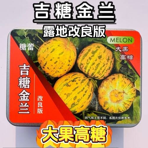 露地改良版吉糖金兰甜瓜