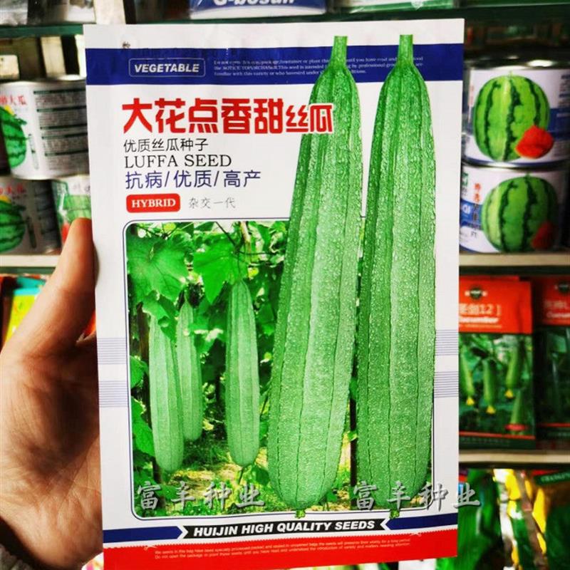 广东大花点香甜丝瓜种子花点大肉丝瓜种子棱角丝瓜种籽肉厚香味浓
