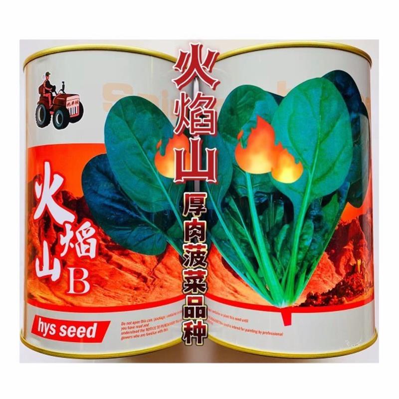 火焰山抗热大叶菠菜种子 丰产 四季播种庭院阳台农家菜籽蔬菜种子