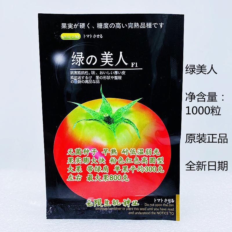 绿美人番茄种子进口草莓水果番茄西红柿种籽铁皮柿子春夏季水果种