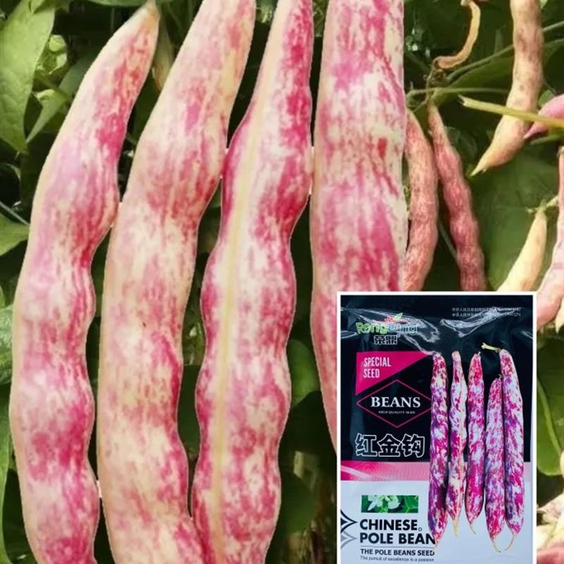东北黄金勾红金钩豆角架豆种子高产油豆角芸豆籽沟扁豆春季蔬菜孑