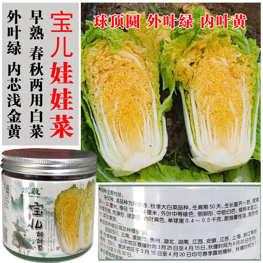 宝儿娃娃菜种子早熟黄心