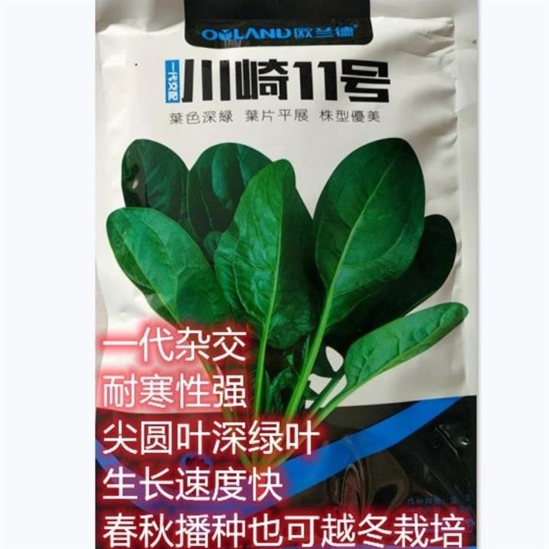 川崎11号菠菜种子尖圆叶深绿色春秋越冬播种耐寒蔬菜种子