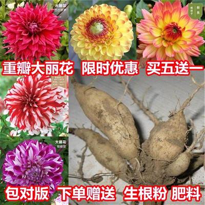 大丽花种球根进口大丽菊地瓜花根块室内外庭院地栽多年生花卉植物