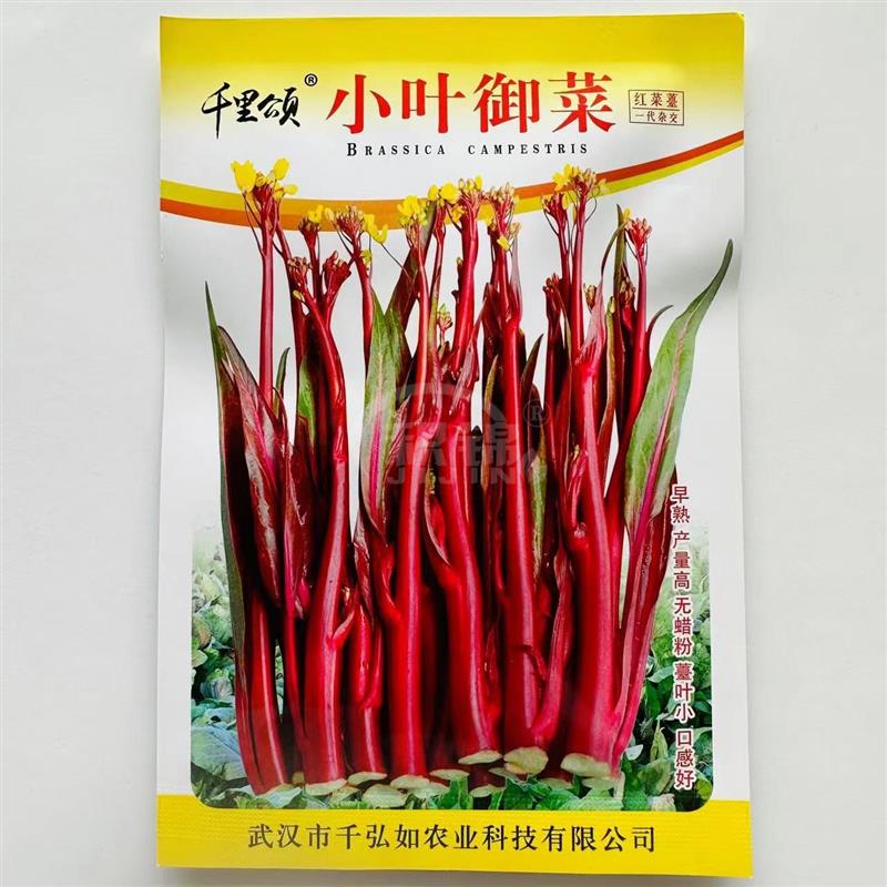 小叶御菜红菜苔蔬菜种子菜心十月红紫菜苔家庭种四季阳台庭院易播