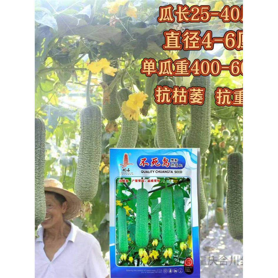 川塔农科不死鸟皱丝瓜种
