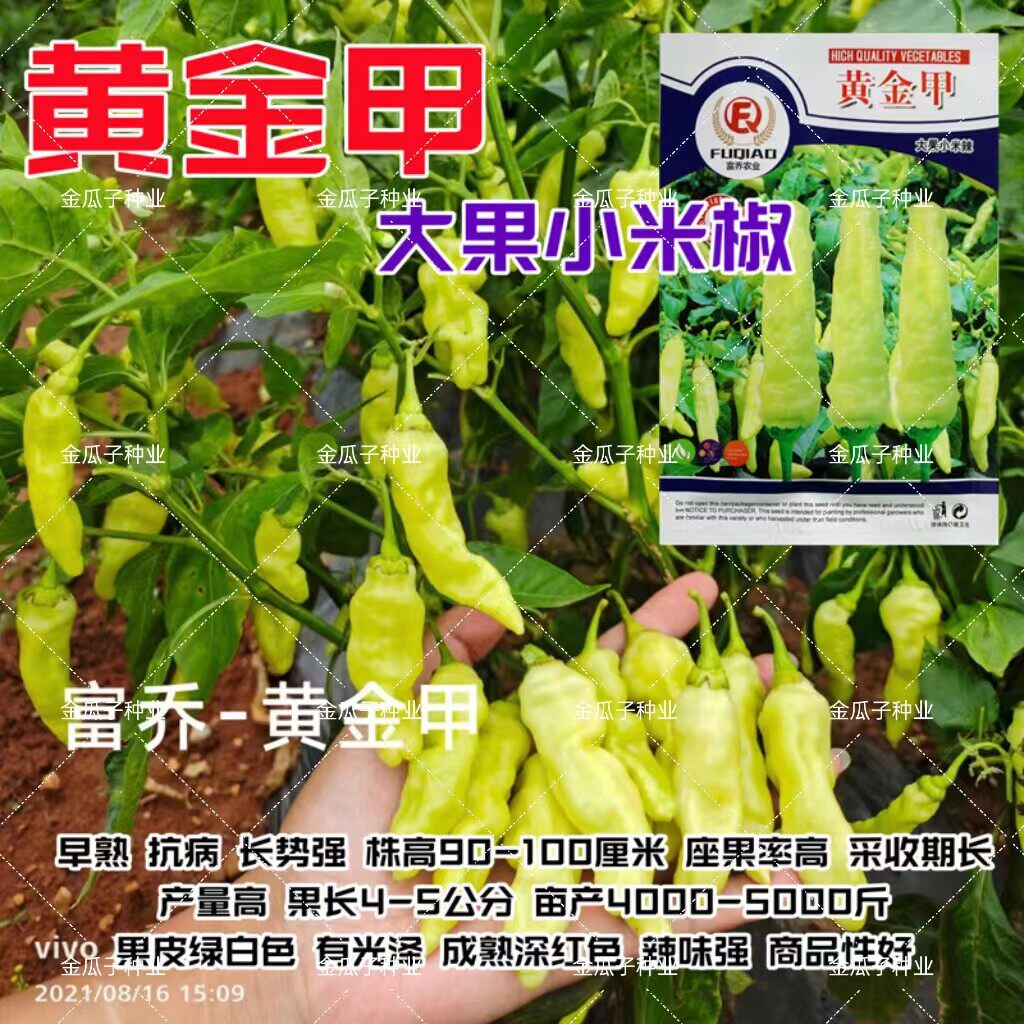云贵川热销黄金甲大果小