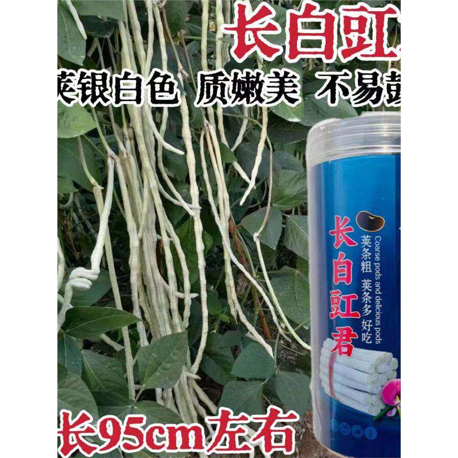 长白豇君高产玉豇豆种子