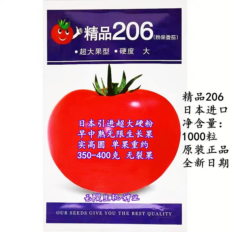 精品206进口番茄种子超大硬果粉红西红柿种籽无限生长型柿子春夏