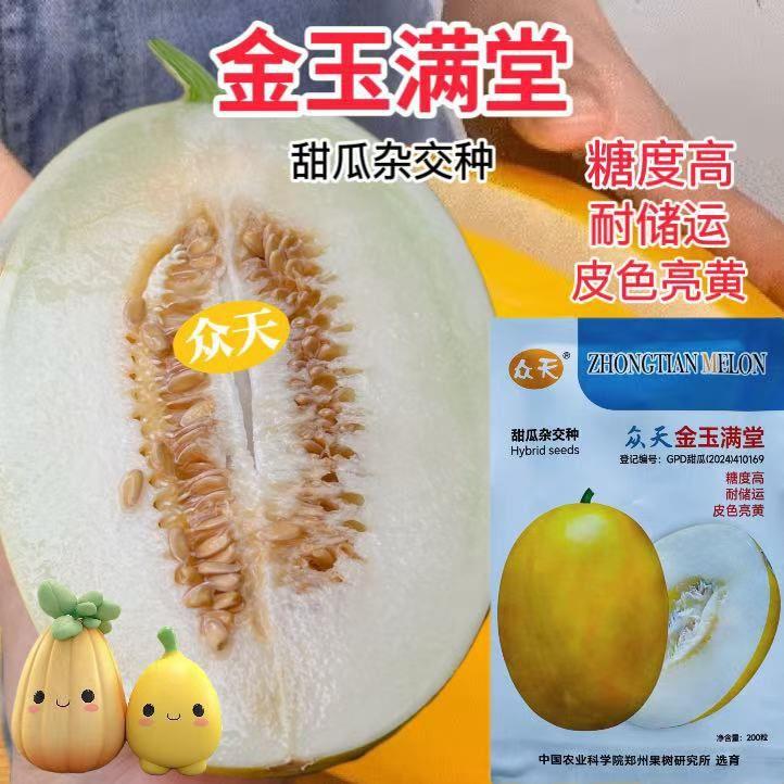 金玉满堂甜瓜种子中熟厚皮香瓜种籽黄皮白肉蜜瓜种孑大田甜脆高糖