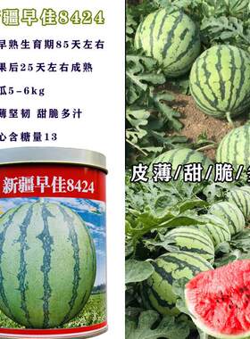 新疆早佳8424西瓜种子早熟种籽大果型四季美都懒汉甜王瓜种孑包邮