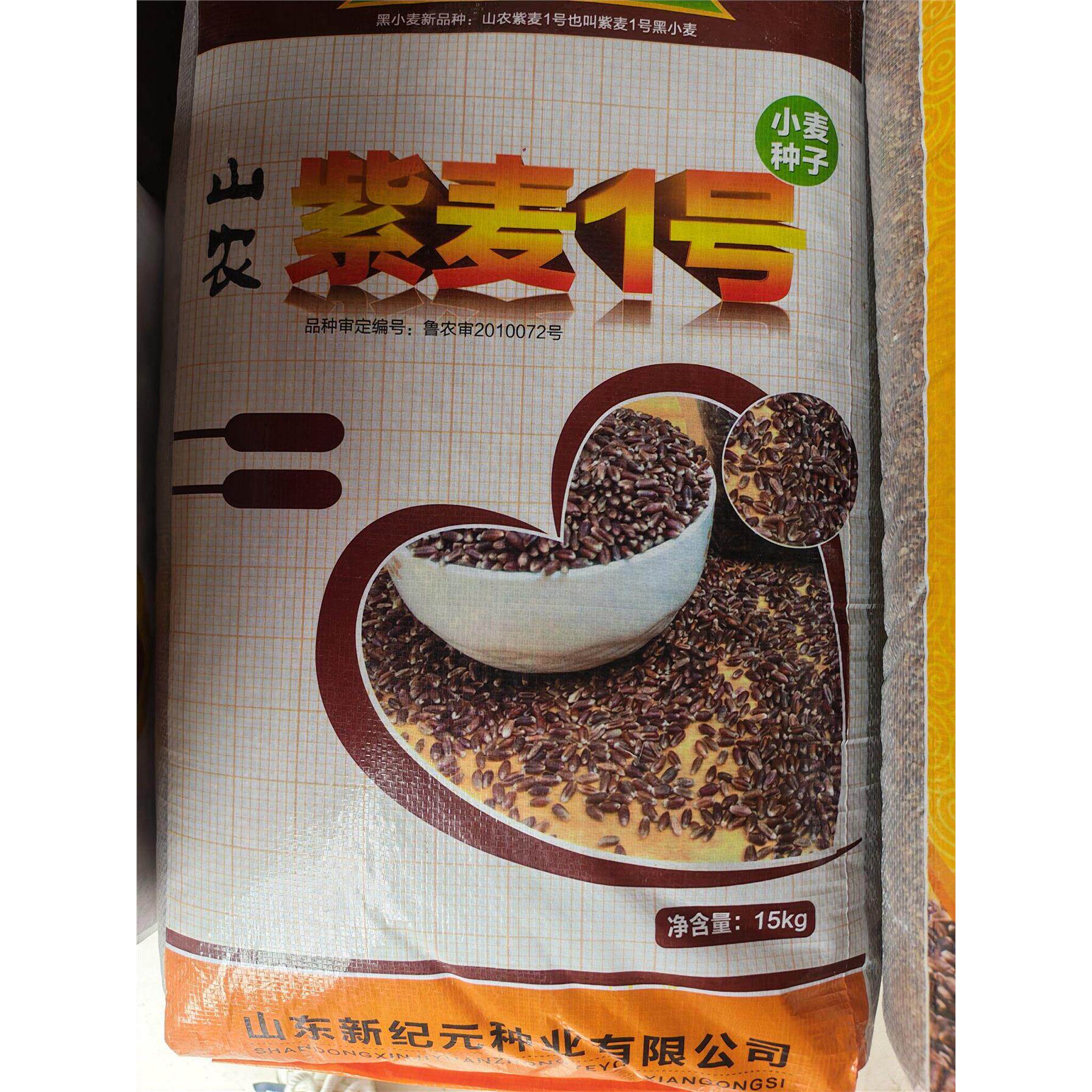 山农紫麦1号黑小麦种子大