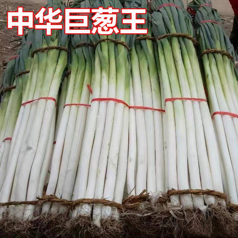 中华巨葱王大葱种子铁杆型章丘大香葱耐热抗寒春季秋冬季铁杆四季