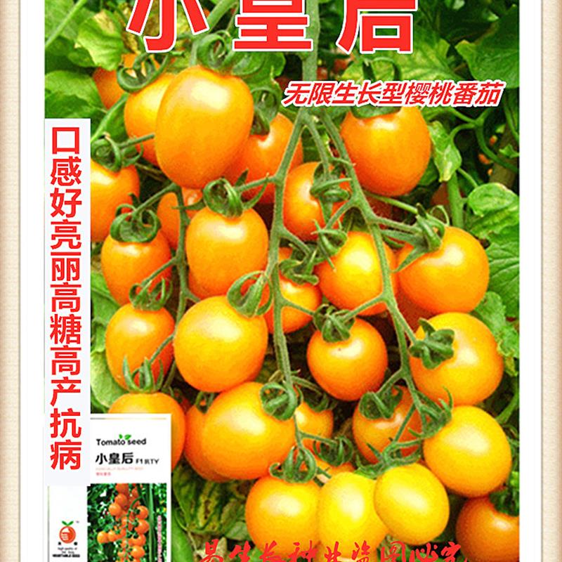 小皇后樱桃番茄种子口感好亮丽高糖高产抗病基地大田农家冬春播种