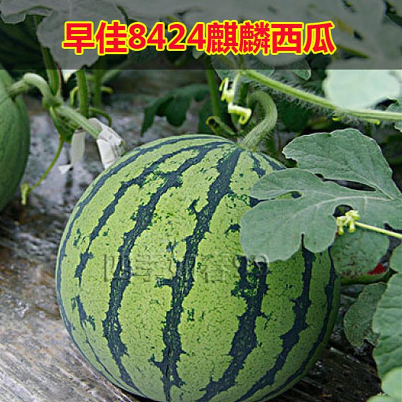 西瓜种子早佳8424红玉冰糖麒麟巨大京欣早熟种籽四季西瓜苗种孑