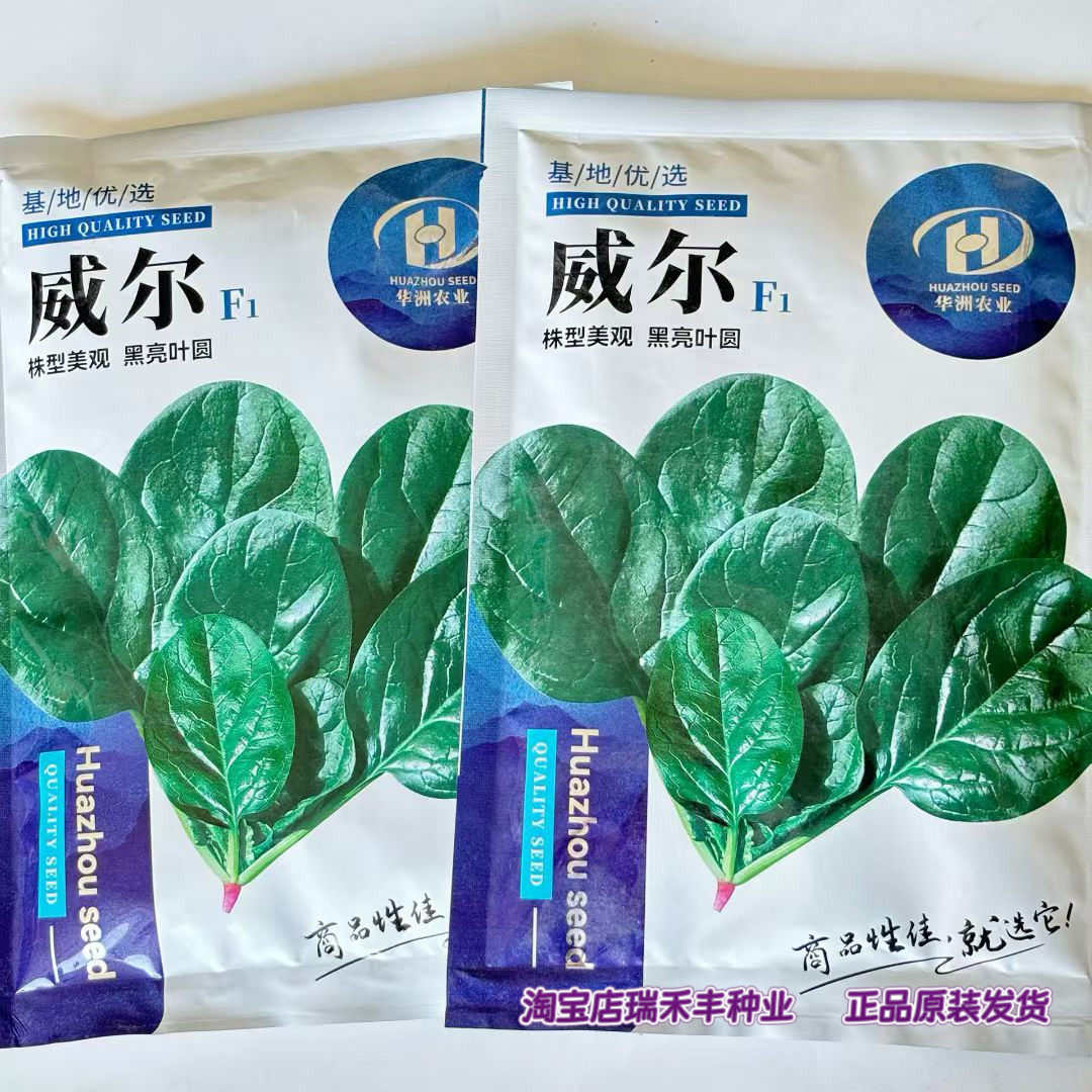 威尔杂交一代进口菠菜种
